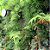 Arandela Direct Light V-Garden Jardim Vertical 2,7 watts Haste 50cm Bivolt 2700K IRC90 120° IP66 DL AR8 - Imagem 4