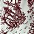 Jacquard camponesa francesa vermelho - Imagem 4