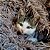 Manta Fluffy Mondo Gatto - Imagem 1
