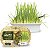 Graminha Ipet Green Digestive Grass para Gatos - Imagem 1