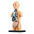 Lab Corpo Humano - Estrela - Imagem 2