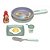 Mini Cozinha Frigideira - Fênix - Imagem 1