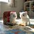 Gatinho de Pelúcia Eletrônico Amigo Pet - Tati - CAA Toys - Imagem 3