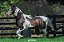Ilustre Equador - Imagem 1