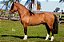Marconi Leopardo - TE - Imagem 1