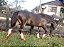Basco Argento - Imagem 6