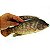 Envelope Peixe Grande para Dízimos, Ofertas e Campanha da Pesca - Imagem 2