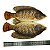 Envelope Peixe Grande para Dízimos, Ofertas e Campanha da Pesca - Imagem 3