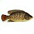 Envelope Peixe Grande para Dízimos, Ofertas e Campanha da Pesca - Imagem 1