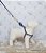 Peitoral Regulável Couro Azul Woof - Imagem 3