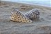 conus leopardus 10 cm - unid - Imagem 1