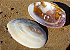 cabibe pearlized river shell unpair 20 cm - unid - Imagem 1