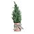 Mini Árvore de Natal de Mesa Lata Cinza 32cm - Imagem 1