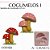 Molde de silicone Cogumelos 1 --CÓD 159 - Imagem 1