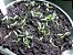 Goji Berry (Lycium barbarum) - 100 sementes para cultivo - Imagem 2