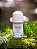 Desodorante Natural de Melaleuca Roll on 70ml - Imagem 1