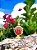 Perfume Natural Botânico Rosas de Madalena - Imagem 4