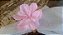 Porta Guardanapos / Flores de Tecido - Flor de Cerejeira - Pct com 24 Unidades - Imagem 1