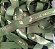 Fita De Cetim Personalizada 10mm - 50 Metros / Verde Militar - Imagem 1