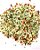 Chimichurri Tradicional S/ Pimenta 1 kg - Imagem 1