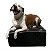 Cama Box para Pet 50x50x22cm, cães e gatos Orthovida - Imagem 1