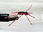 Spider Sinking - Aranha Afundativa - Imagem 1