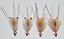 Shrimp Spawning - Imagem 2