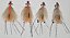 Shrimp Spawning - Imagem 3