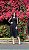 Vestido Tule Preto Poás - Imagem 3