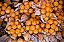 "Pisco" Aguaymanto laranja macerado em Pisco 187ml - Imagem 2