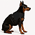 Coleira Peitoral Preta para Cachorro com Guia – Ajustável e Ergonômica - Imagem 4