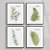 Conjunto de 2 Quadros Decorativo Samambaia. Coleção Assinada: Paola Cury - Imagem 1
