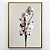 Quadro Decorativo Flor de algodão. - Imagem 1