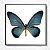 Quadro decorativo Borboleta Azul. - Imagem 1