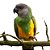 Papagaio Do Senegal (Poicephalus senegalus) - Imagem 1