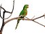 Periquito Maracanã (Psittacara leucophthalmus) - Imagem 1