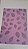PAPEL A4 210X297 DECOR LILAS FOLHA PRETO 180G C/10 FLS - Imagem 1