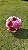 Buquê Rosas Colombianas e Camélia - Imagem 1