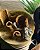 Kit Prosperidade Lassi - Imagem 2