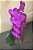 Orquídea Phalaenopsis - Imagem 3