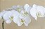 Orquídea Phalaenopsis - Imagem 2