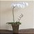 Orquídea Phalaenopsis - Imagem 1