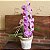 Orquídea Phalaenopsis Cascata - Imagem 1