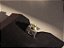 EAR CUFF PERIDOTO - Imagem 11