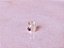 EAR CUFF FOLHA VAZADO GRANADA - Imagem 5