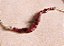 PULSEIRA CORRENTE COM GRANADA - Imagem 6