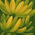 Quadro Decorativo Bananas 90x90 Pintura Para Sala - Imagem 2