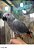 Papagaio do Congo - R$15.900,00 Parcelamento em 10x sem juros (Leia descrição) - Imagem 5