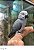 Papagaio do Congo - R$15.900,00 Parcelamento em 10x sem juros (Leia descrição) - Imagem 3