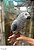 Papagaio do Congo - R$15.900,00 Parcelamento em 10x sem juros (Leia descrição) - Imagem 4